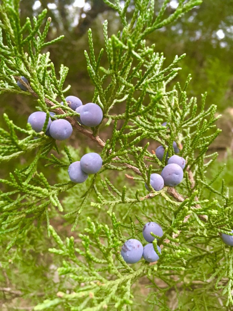 Ashe Juniper berries on a female tree. (Juniperus Ashei) 