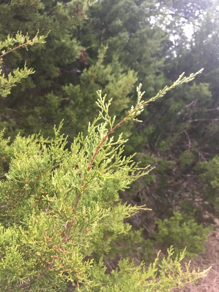 Pollen cones on a male Ashe Juniper tree.  (Juniperus Ashei) 