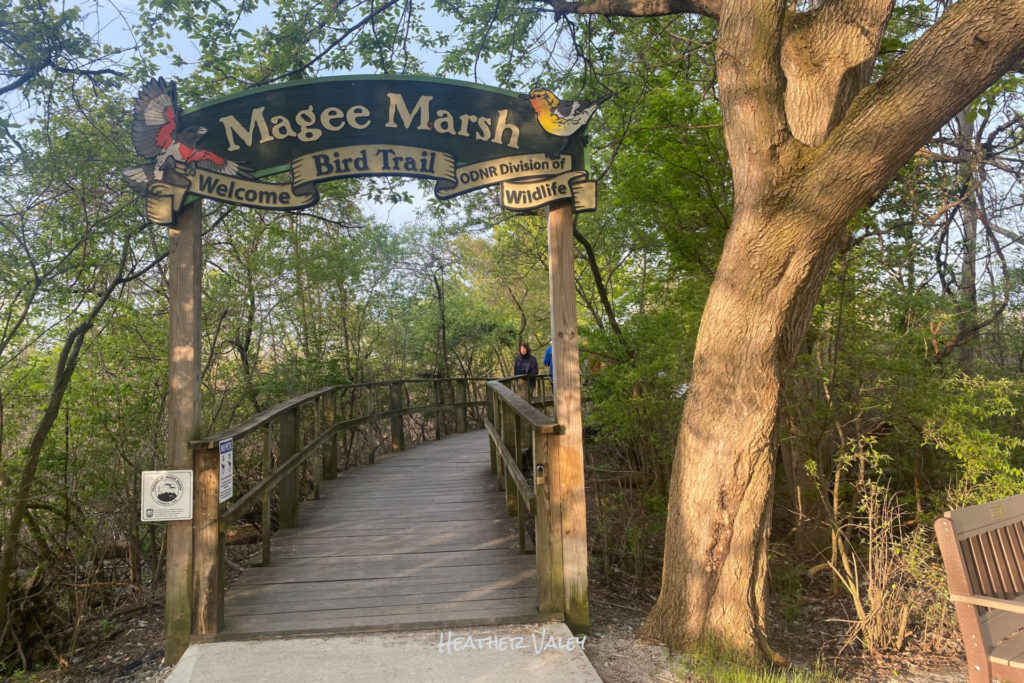 The Magic of Magee Marsh A Biggest Week in American Birding Festival