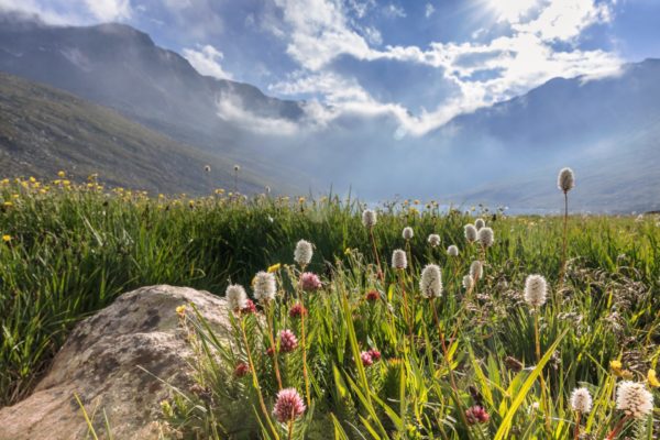 Colorado alpine flower species