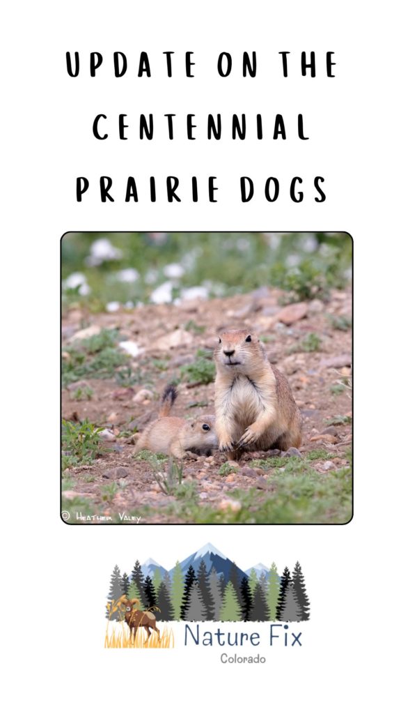 Prairie Dogs in Centennial. Colorado